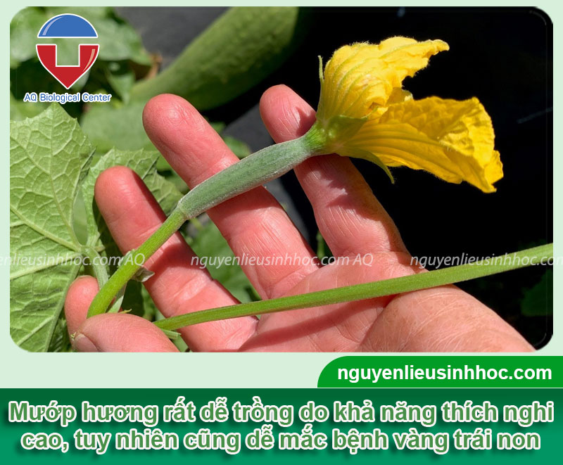 Mướp hương bị vàng trái non: Nguyên nhân và cách khắc phục Gallery 1