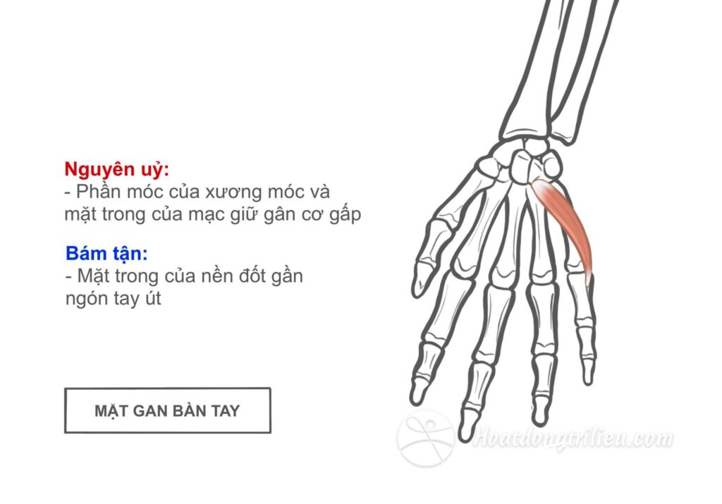 Ngón Tay Út Ngắn: Nguyên Nhân, Ảnh Hưởng và Cách Khắc Phục Gallery 1