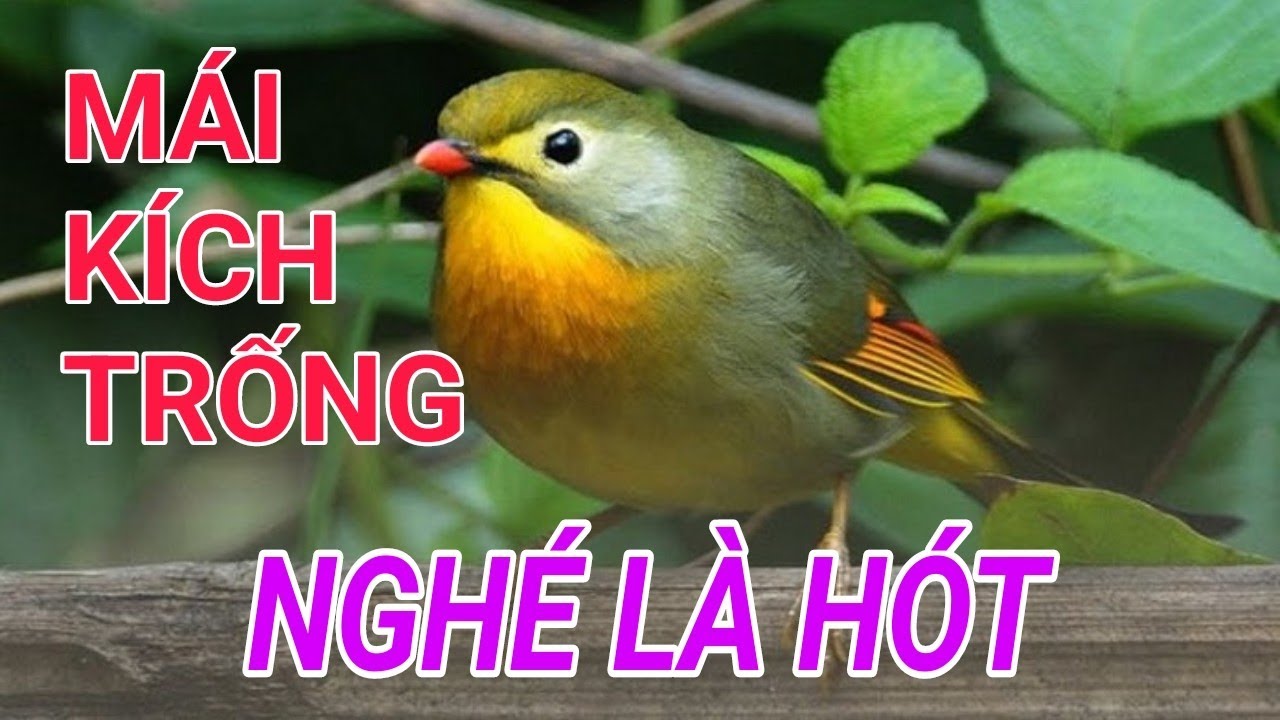 Quế Lâm Trống Hót Gallery 1