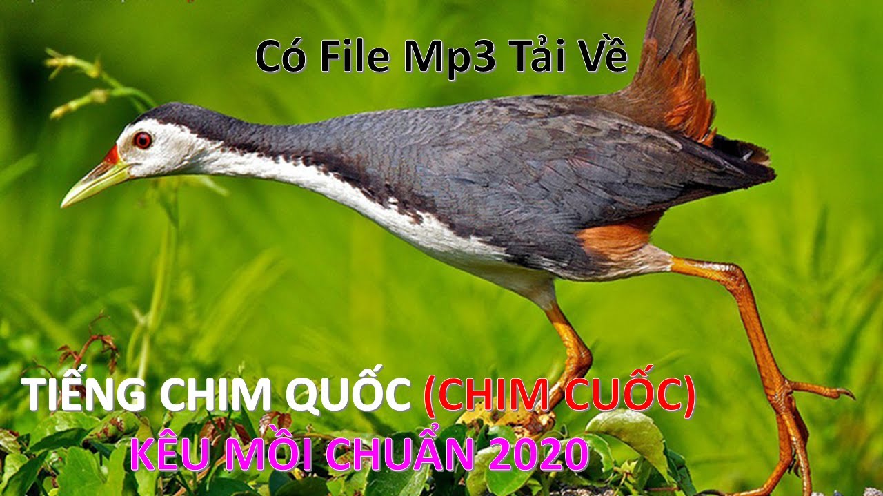 Tiếng Quốc Kêu Mồi Mái Gallery 2