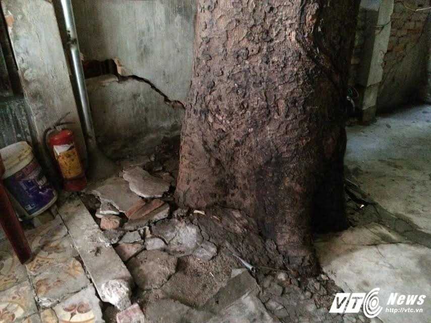 Rễ cây đâm vào tường nhà: Nguyên nhân, hậu quả và cách khắc phục Gallery 1