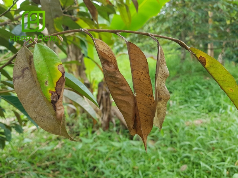 Sầu riêng bị khô đọt: Nguyên nhân và cách khắc phục Gallery 1