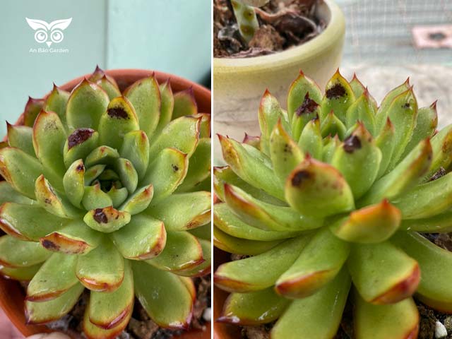 Sen Đá Bị Đốm Đen: Nguyên Nhân và Cách Khắc Phục Gallery 1