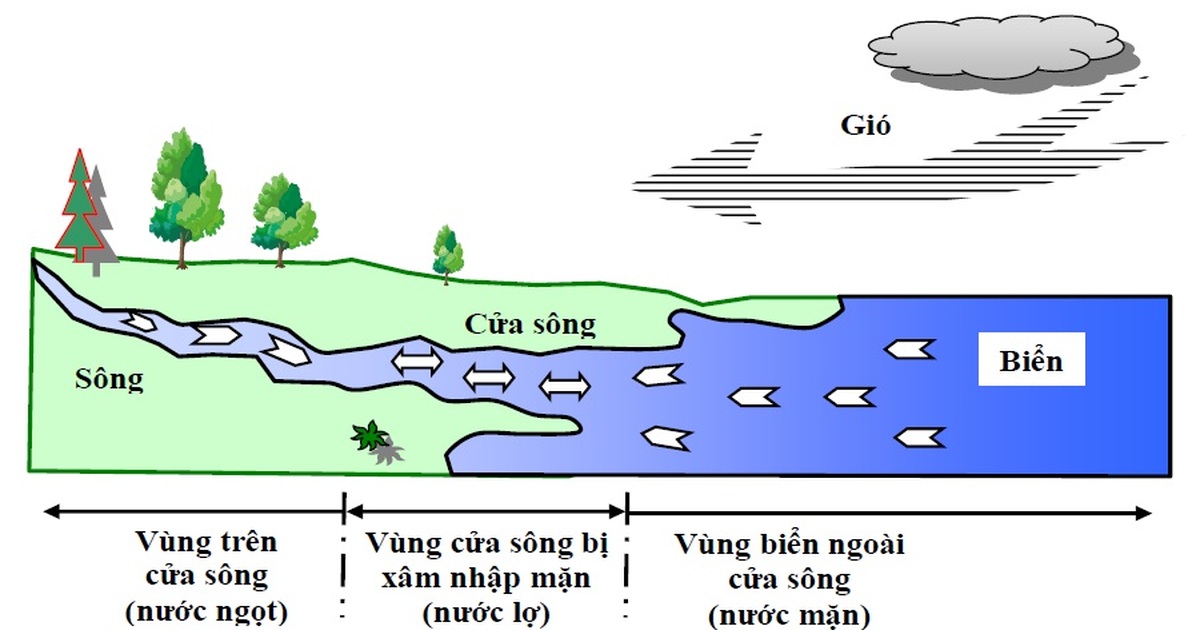 Nguyên nhân xâm nhập mặn ở Đồng bằng sông Cửu Long