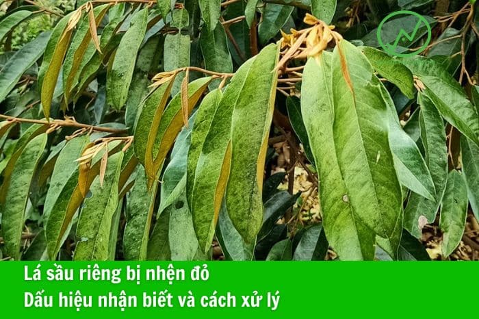 Lá Sầu Riêng Bị Nhện Đỏ: Nguyên Nhân, Triệu Chứng & Cách Khắc Phục Gallery 1