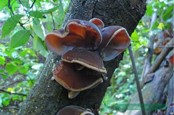 Nấm mọc trên cây mít ăn được không? Gallery 1