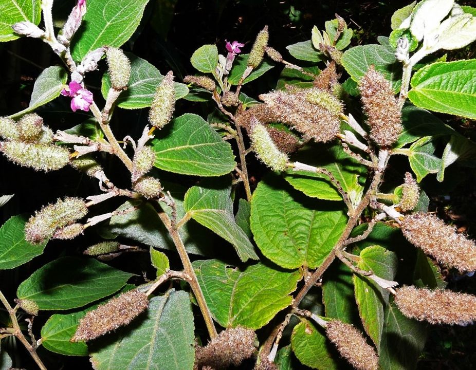 Nhận dạng cây An Xoa