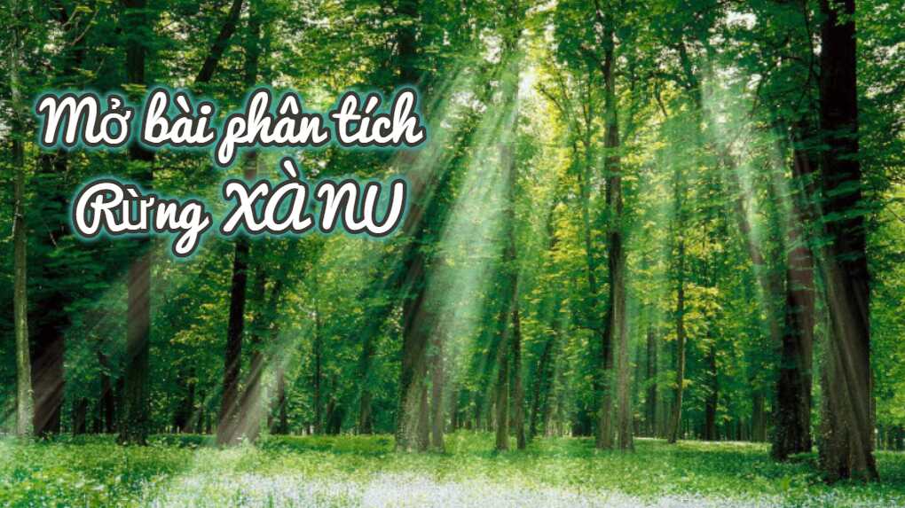 Nhận định về rừng Xà Nu