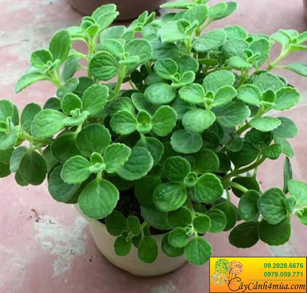 Nhất Mạt Hương Là Cây Gì?