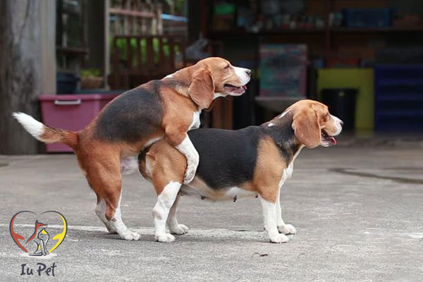 Nhảy đực là gì?