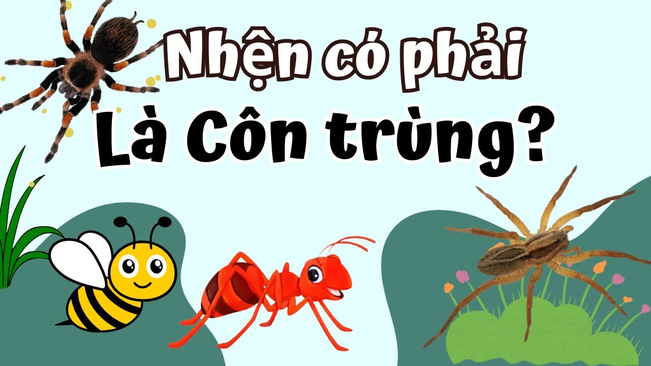 Nhện có phải là côn trùng không?