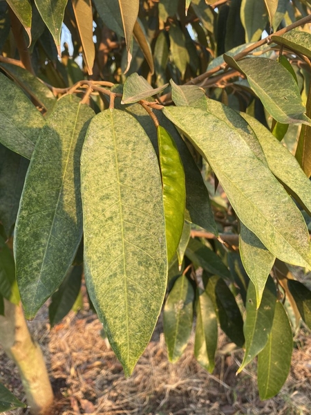 Nhện đỏ hại sầu riêng: Nhận biết, phòng trừ và điều trị hiệu quả