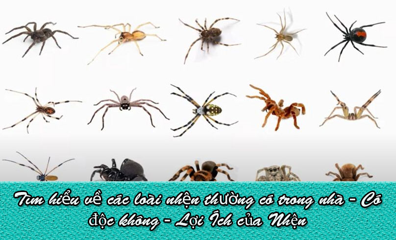 Các Loài Nhện Thường Gặp Trong Nhà Ở Việt Nam Gallery 1