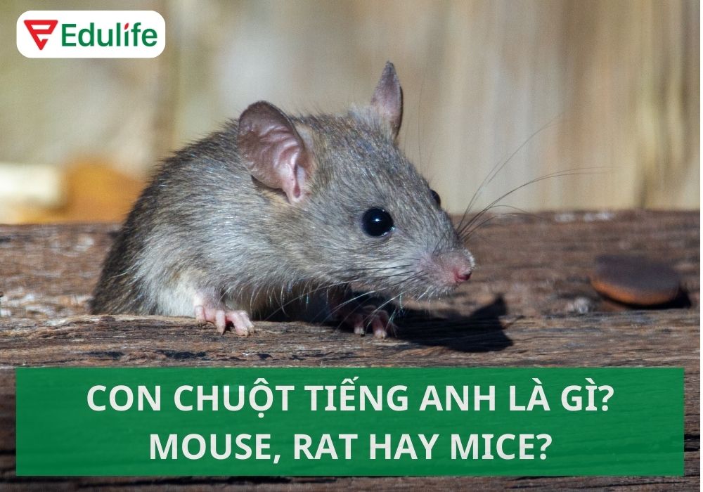 Many Mice in English