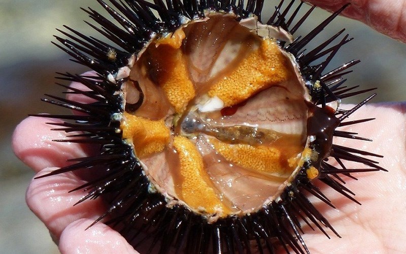 What is a Sea Urchin in English?