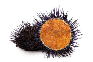 What is a Sea Urchin in English? Gallery 2