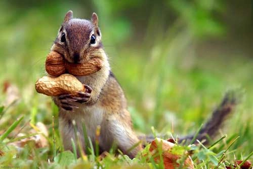 Nhìn Thấy Con Sóc Đánh Số Gì?