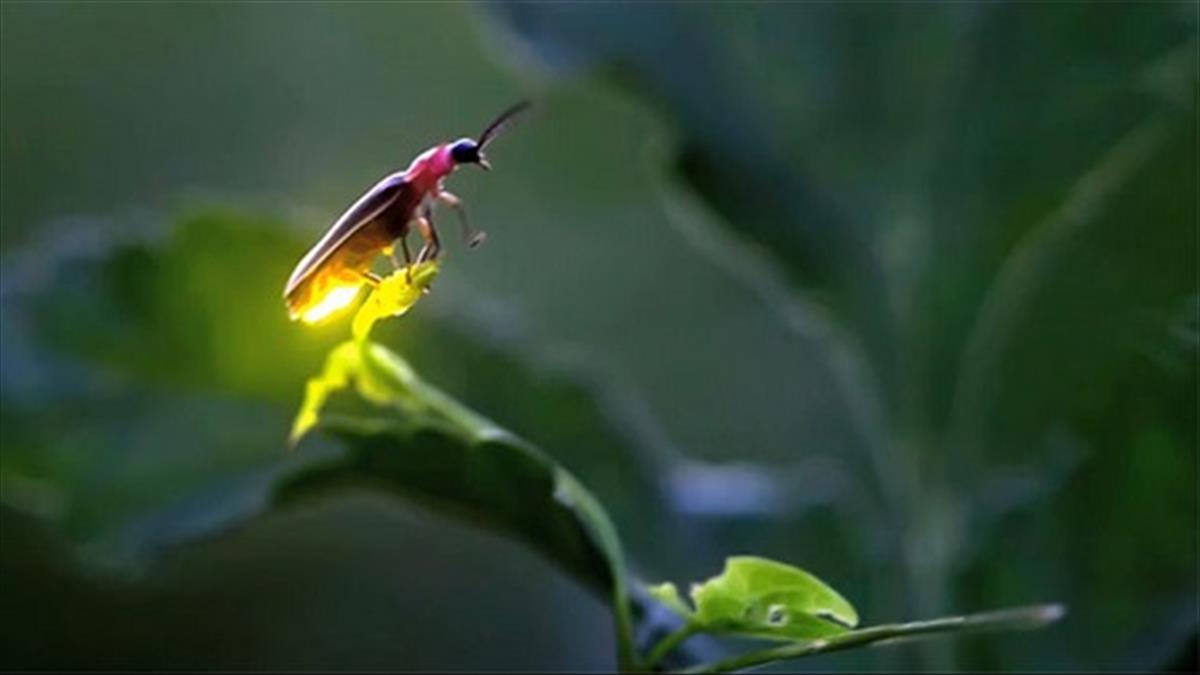 Nhìn Thấy Đom Đóm Đánh Con Gì?