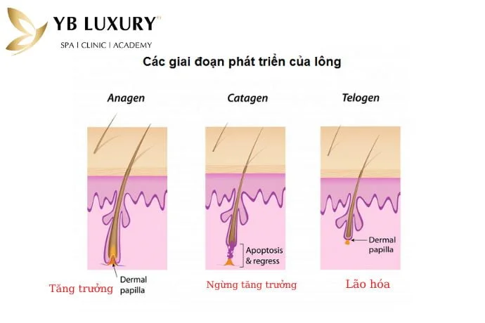 Nhổ lông có mọc lại không?