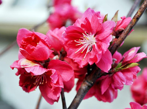 Nhớ ơn chín chữ cao sâu