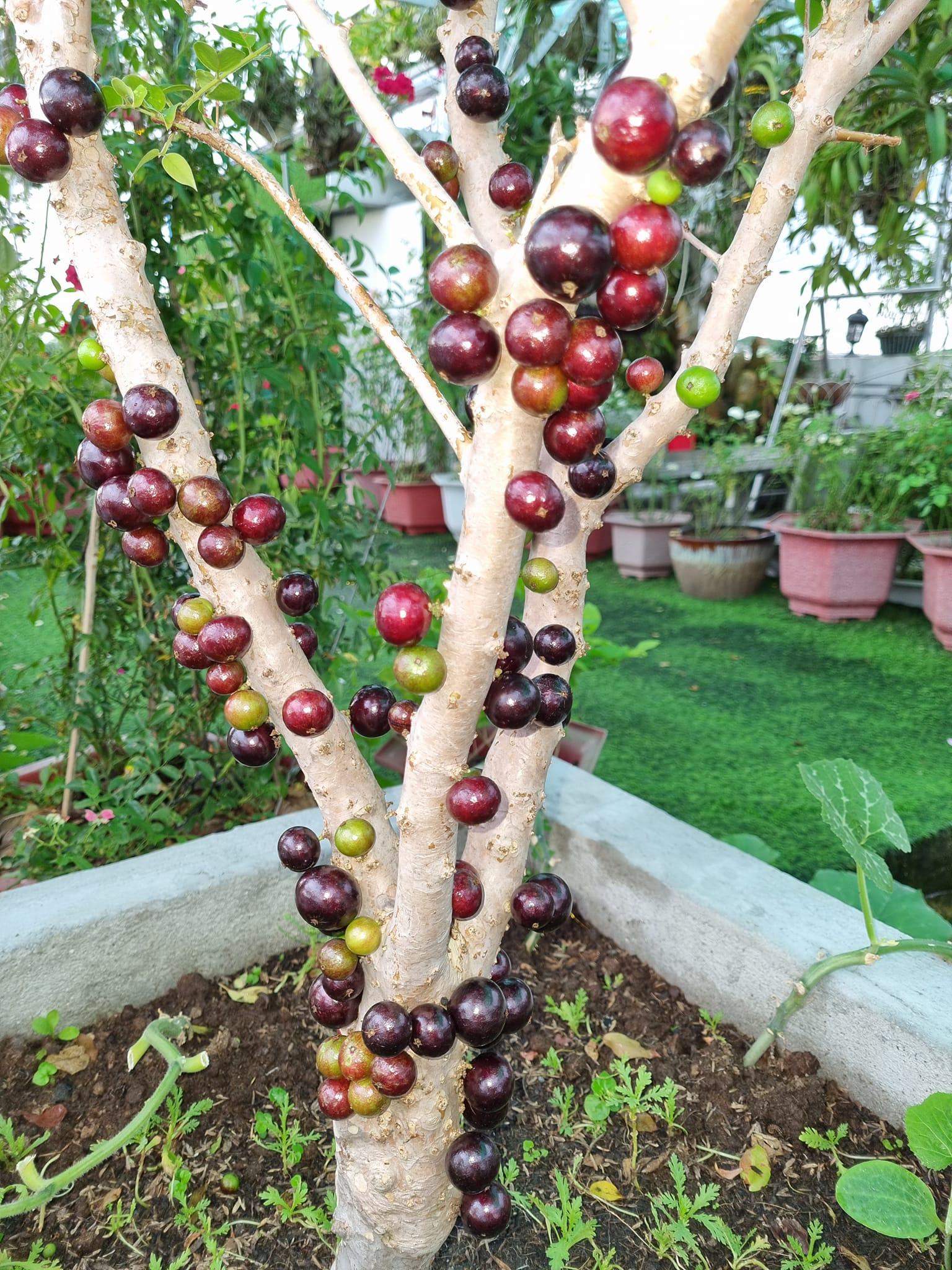 Nho Thân Gỗ Tứ Quý