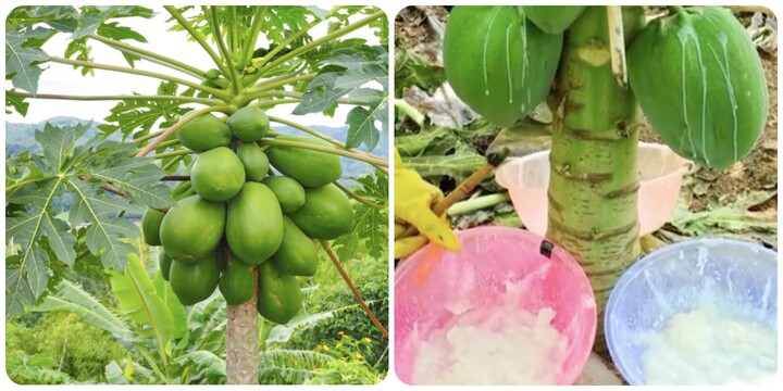 Nhựa quả đu đủ có tác dụng gì?