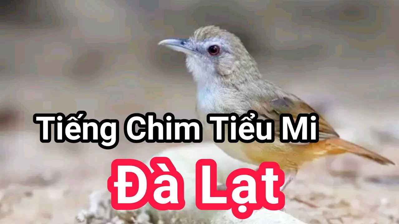 Tiểu Mi Hót Hay: Tổng Hợp Những Ca Khúc Hay Nhất Gallery 2