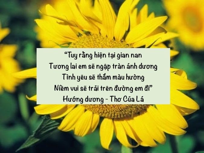 Thơ về Hoa Hướng Dương và Em Gallery 2