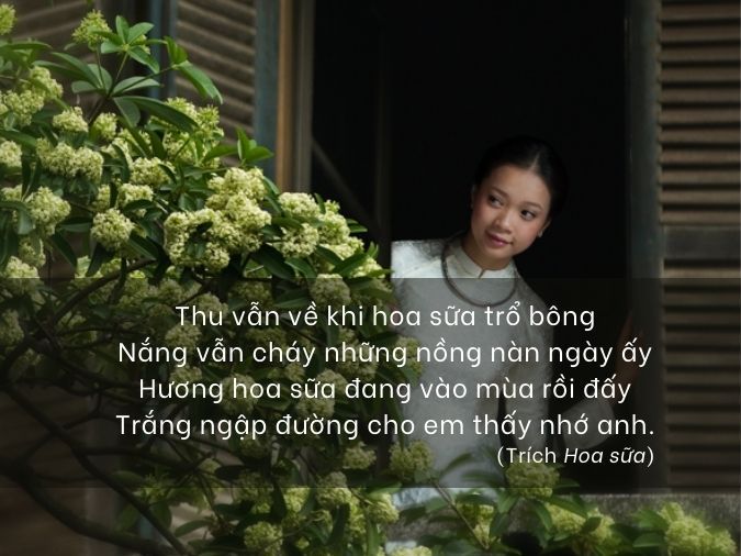 Thơ Về Hoa Sữa - Mùi Hương Thu Hà Nội Gallery 1
