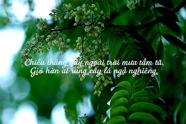 Thơ Về Tháng 7 - Mùa Hè Rực Rỡ Gallery 1