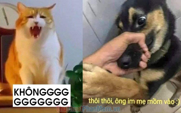 Ảnh Chó Hài Hước: Tuyển Tập Những Khoảnh Khắc Siêu Nhắng Nhít Của Boss Gallery 1