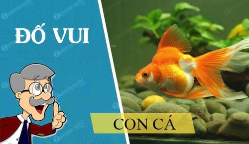 Câu Đố Về Con Cá Vàng: Giải Đáp và Những Câu Đố Khác Gallery 1