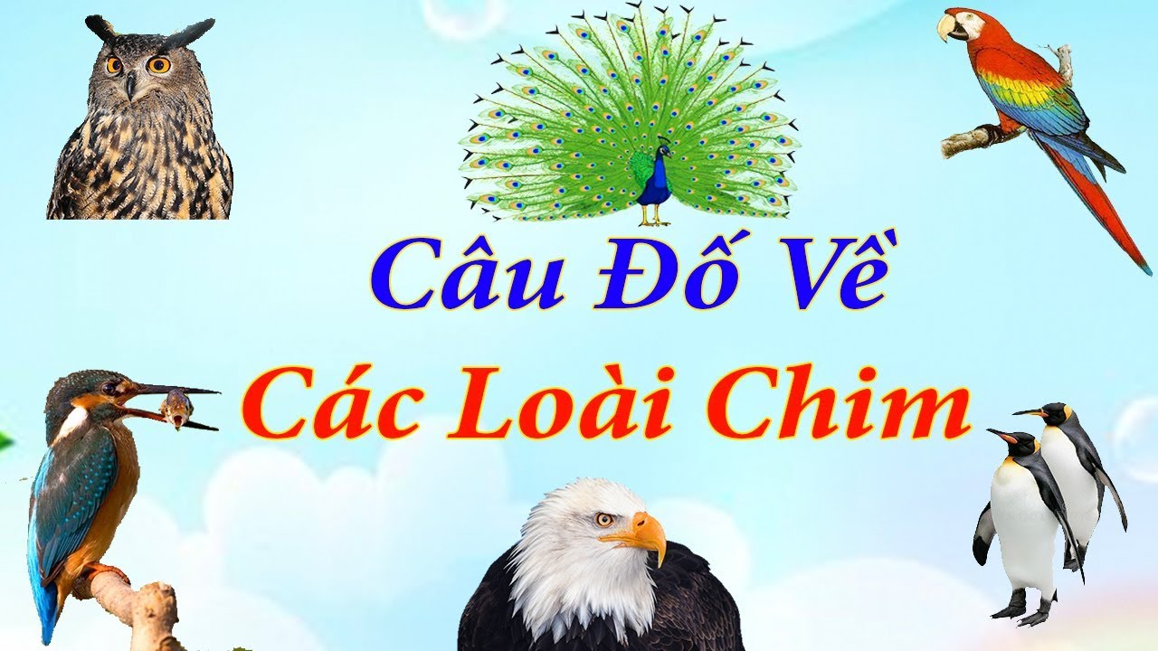 Câu Đố Về Con Chim: Giải Đáp và Những Câu Đố Hay Khác Gallery 1