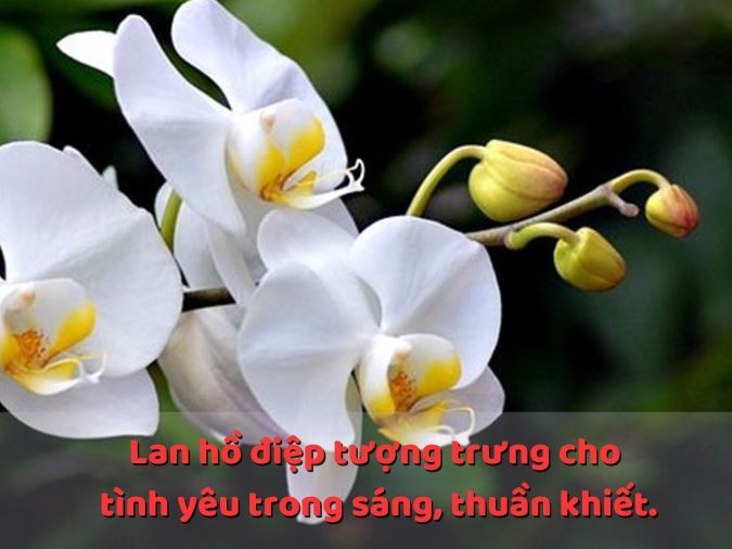 STT Hài Hước Về Hoa Lan: Tuyệt Chiêu Làm Ngầu Với Chậu Hoa Của Bạn Gallery 2