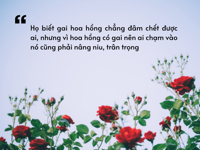 STT Hay Về Hoa Hồng: Lời Thơ, Câu Nói Hay Về Loài Hoa Quyến Rũ Gallery 2
