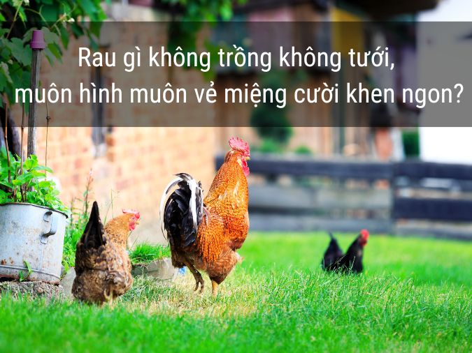 Những Câu Nói Hay Về Vườn Rau Sạch Gallery 2