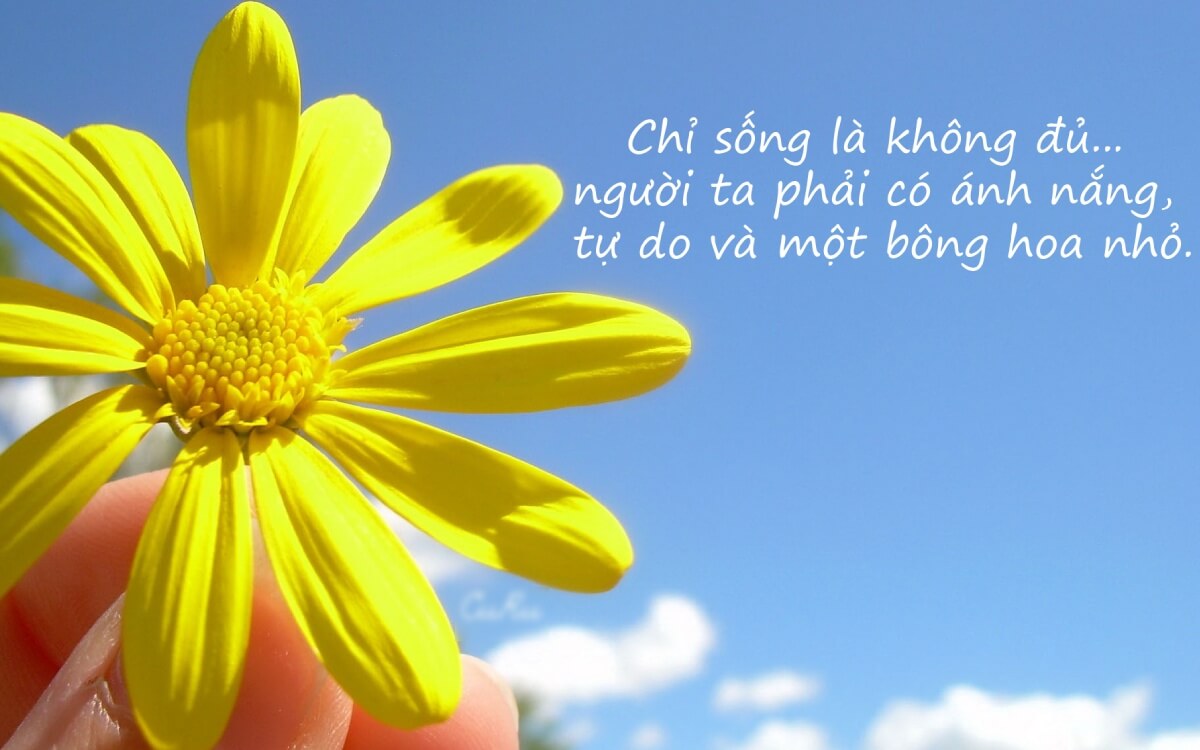 Thả Thính Ngọt Ngào Với Hoa Cúc: Lời Yêu Thầm Thì Hay Sự Quan Tâm Tinh Tế? Gallery 2