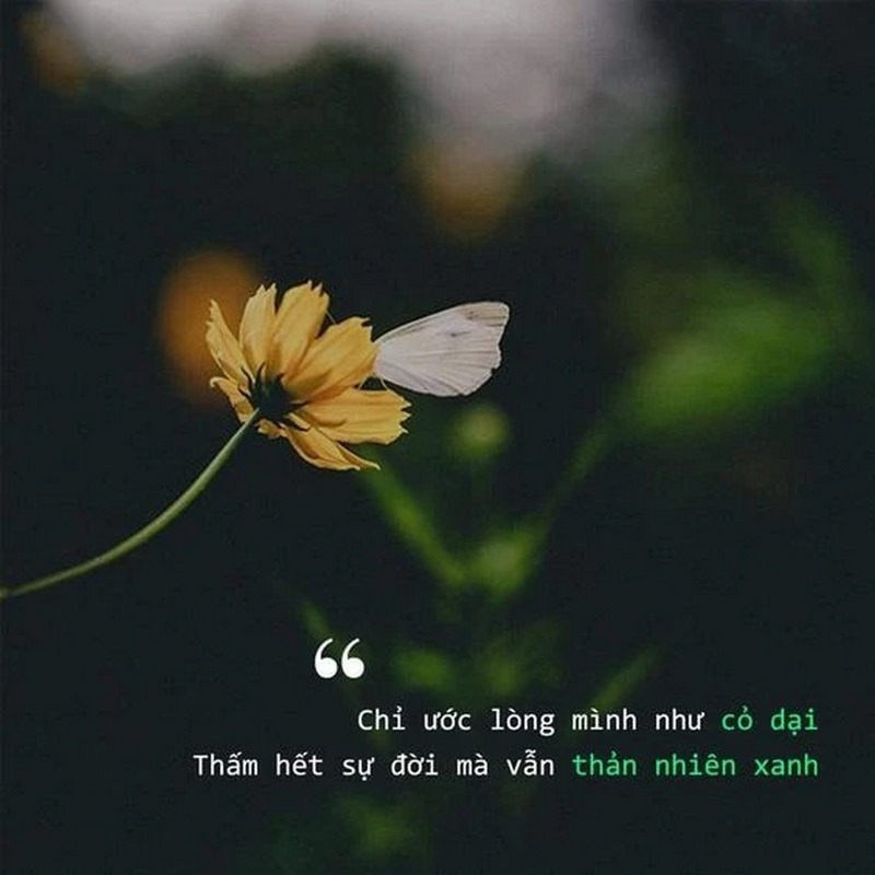 Những Câu Thơ Buồn Tâm Trạng Hay Nhất, Gây Nghiện Tâm Tư Gallery 2
