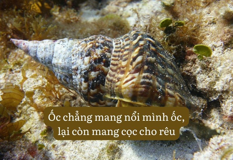 Tục Ngữ Về Lo Chuyện Bao Đồng: Ý Nghĩa và Bài Học Gallery 1