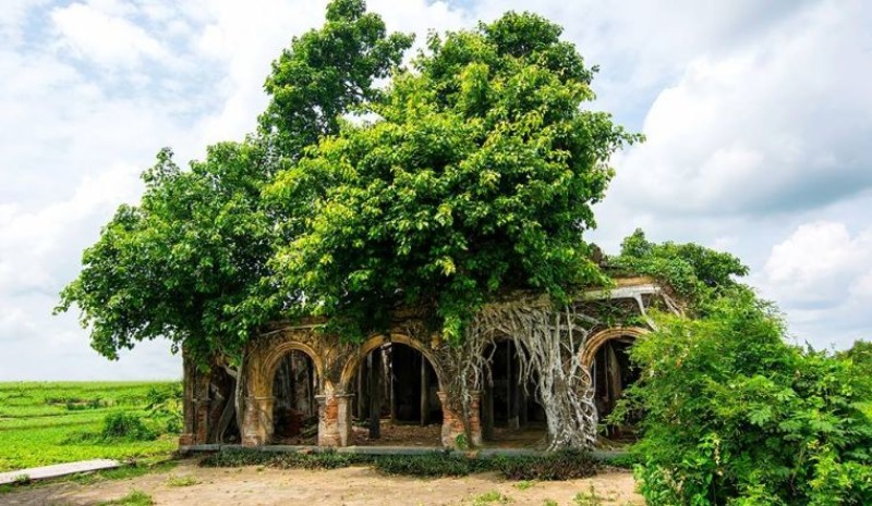 Cây Bồ Đề Cổ Thụ - Nguồn Gốc, Ý Nghĩa và Những Cây Bồ Đề Nổi Tiếng Gallery 2
