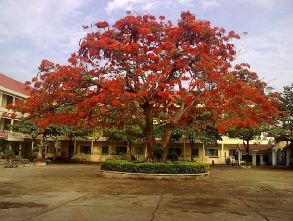 Những Cây Bóng Mát Ở Trường