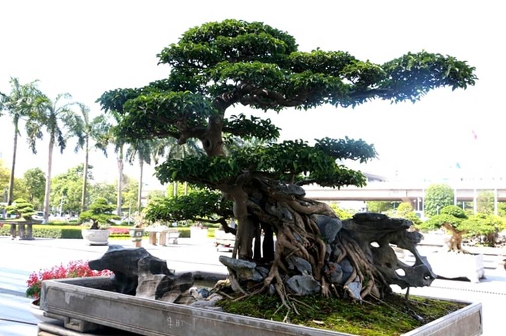 Những Cây Cảnh Đẹp Làm Đẹp Không Gian Sống Của Bạn