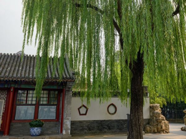 Những Cây Không Nên Trồng Trước Nhà