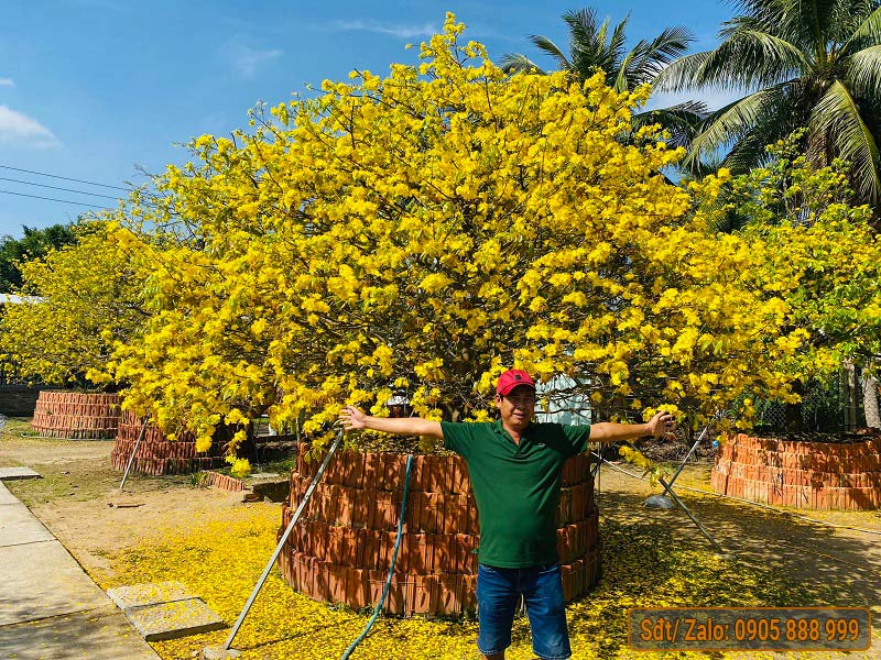 Những Cây Mai Đẹp
