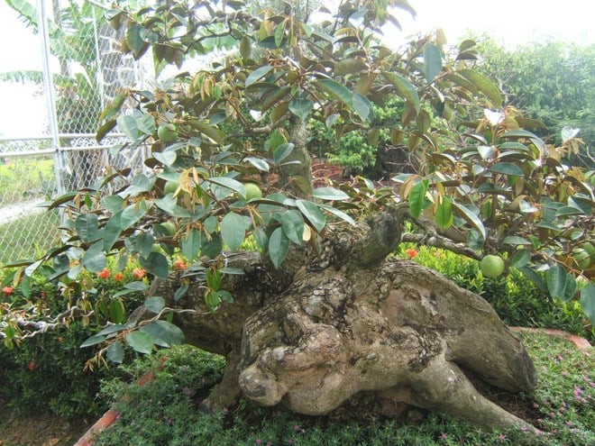 Cây Vú Sữa Cổ Thụ Gallery 2