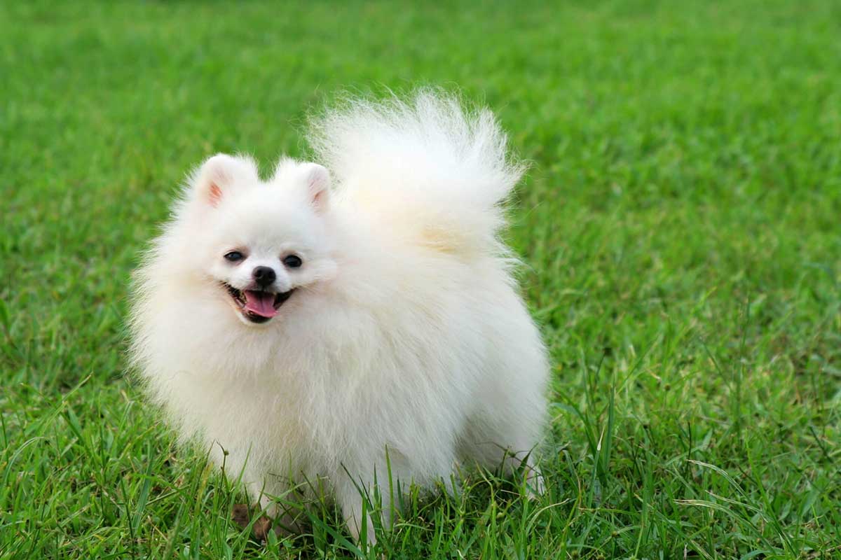 Những Chú Cún Dễ Thương Nhất Thế Giới