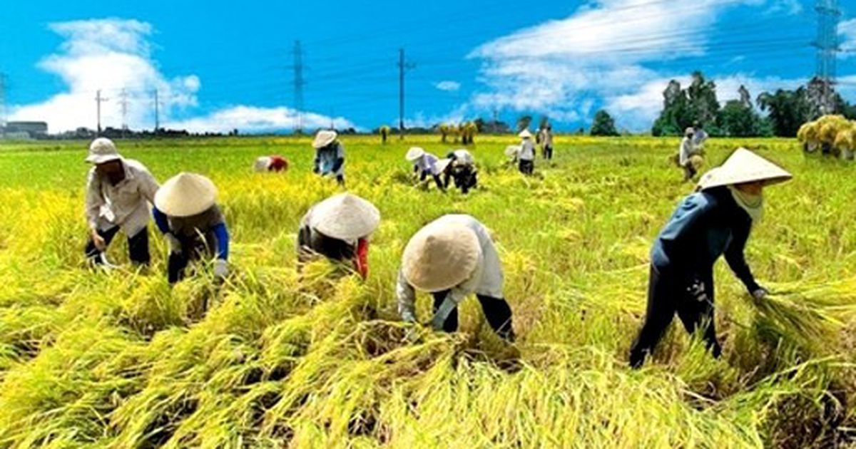 Nghề Làm Ruộng Hay Nông Dân: Khó Khăn Và Phấn Đấu Gallery 2