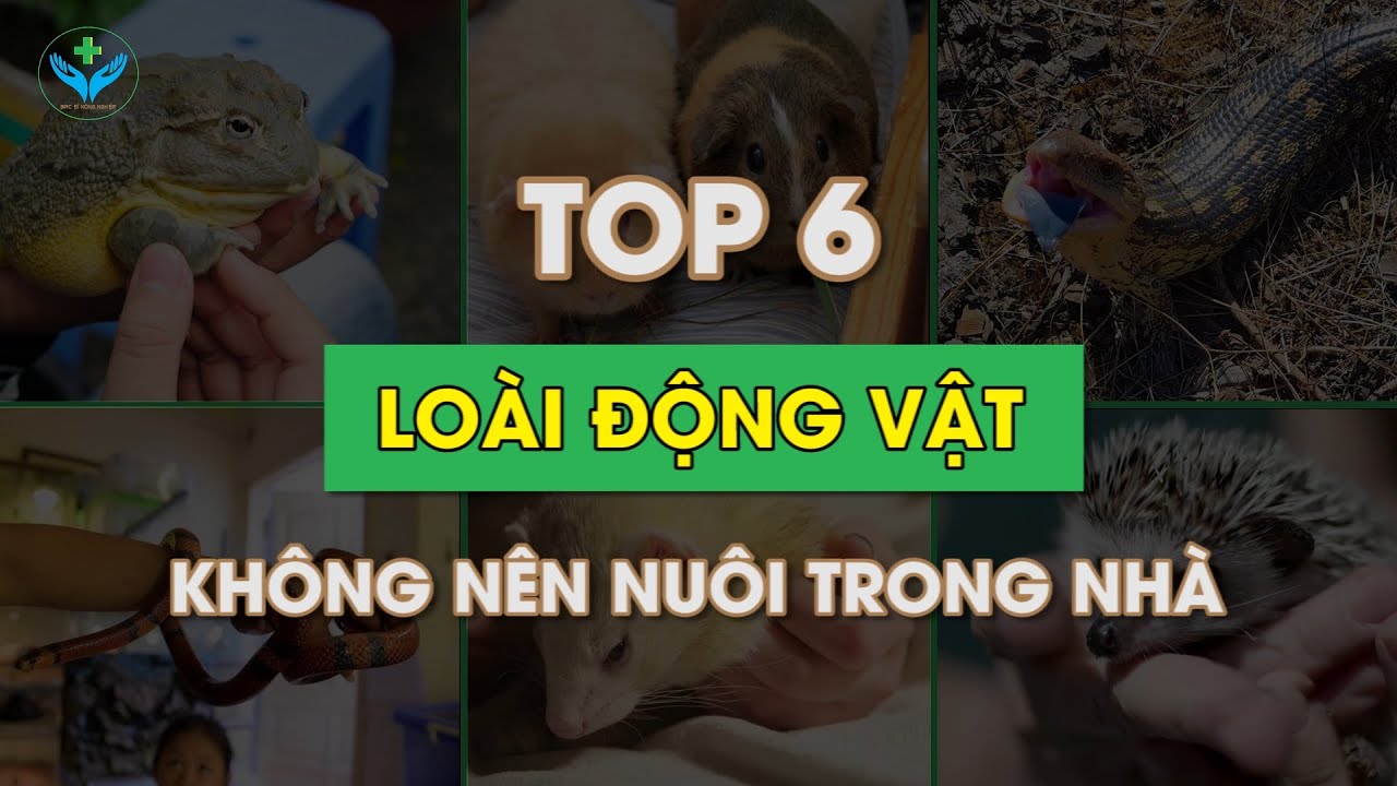Những Con Vật Không Nên Nuôi Trong Nhà