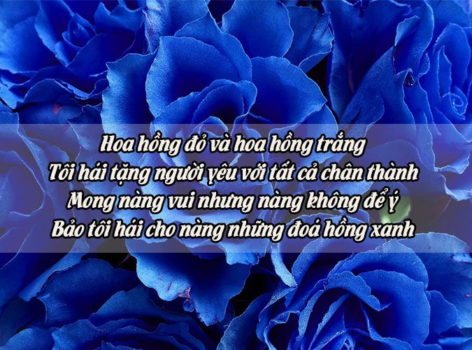 Thơ về Hoa Hồng Gallery 2