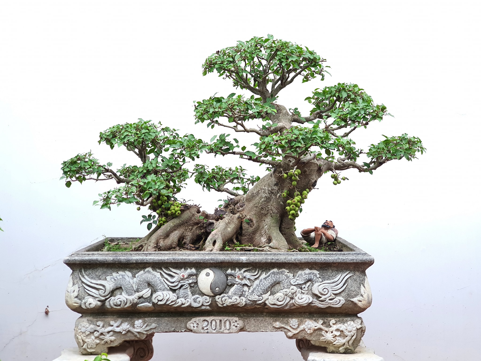 Dáng Cây Sung Đẹp Gallery 1